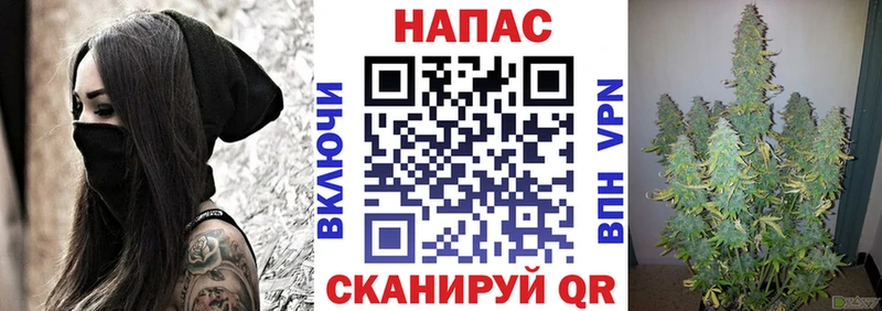 где найти   Осташков  МАРИХУАНА сатива 